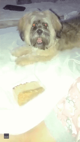 Dog Throws a Tantrum When He's Not Allowed to Eat Cheesecake