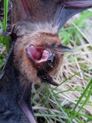 ingovalgma giphyupload httpsingo-valgmablogspotcom GIF