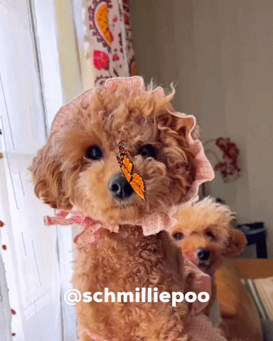 Toy Poodle Cute Dog GIF