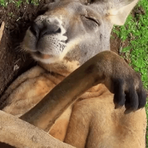 kangaroo GIF by The Videobook