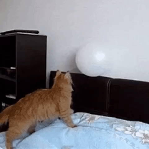 cat app GIF by The Videobook