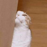 chatty__jenny cat cute hello hi GIF