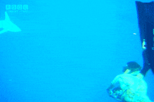 hungry-shark miami shark sharks ubisoft GIF