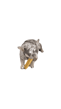Dog Treat Sticker by Eighty20 Group