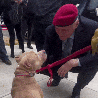 Pit Bull Mayor GIF by Respective