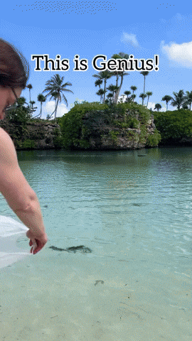 comment-economiser giphyupload GIF