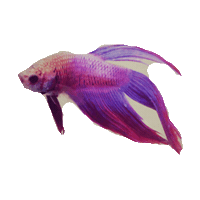 fish STICKER by imoji