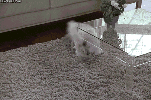 dog playing GIF by Cheezburger