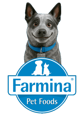 Blue Heeler Australian Sticker by Tornado - Blue Heeler