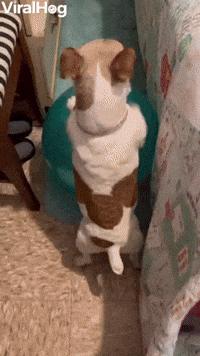 Dog Determined to Move Ball