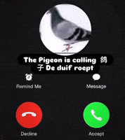 Carrierpigeongang GIF