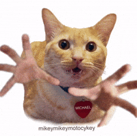Give Me Cat GIF