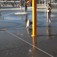 Video gif. Corgi happily runs through a waterpark and gets directly smacked by a pool of water from the bucket dump.