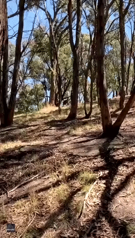 Giant Kangaroo Blocks Bushwalker's Path in Victoria