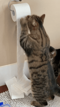 Working Toilet Paper GIF