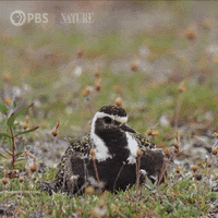Baby Pop Out GIF by Nature on PBS