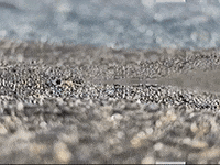 Footage Oaf GIF by jorgemariozuleta