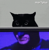 Funny Cat GIF