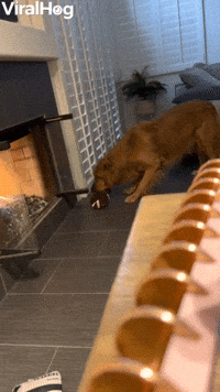 Fireplace Gives Pup Pause