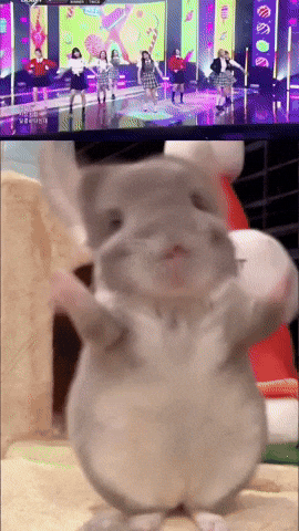Chinchilla Sue GIF