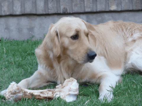 GIF by Brújula Estudio