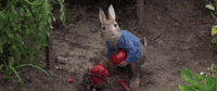 peter rabbit GIF
