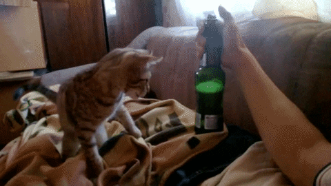 cat bottle GIF