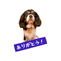 Cavalierkingcharlesspaniel Sticker