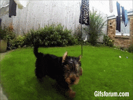 terrier yorkshire GIF