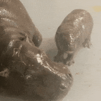 Playing Pygmy Hippo GIF by John Ball Zoo