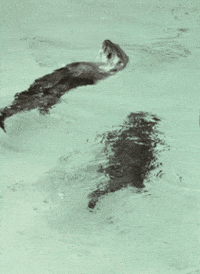 River Otter Swimming GIF by John Ball Zoo