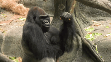 Illinois Zoo Welcomes New Silverback Gorilla