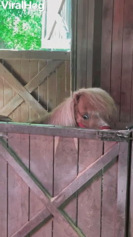 Mini Horse Flashes A Smile GIF by ViralHog