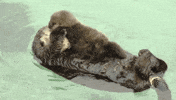 baby GIF