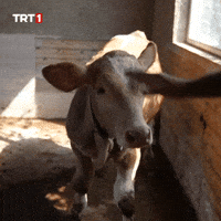 Friends Love GIF by TRT