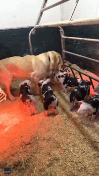 Golden Retriever Has Cute Interaction With Small Army of Piglets