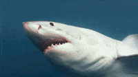 The Plight of the Shark