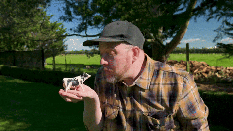 Cow Love GIF by ASB Bank