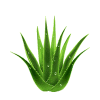 Aloe Vera Te Sticker by BellaCosmetics