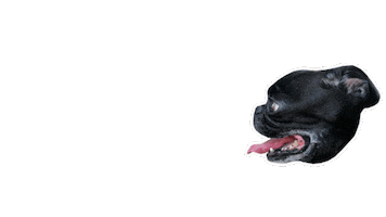 JasonKauz pug pepe lasers pepethepug Sticker