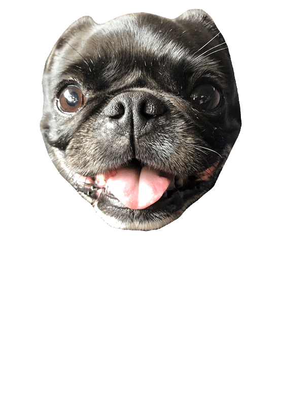 JasonKauz pug pepe pepethepug Sticker