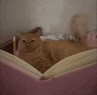 Cat Kitty GIF
