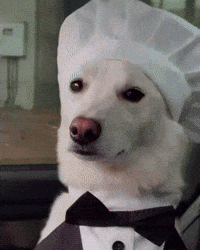 Dawg GIF