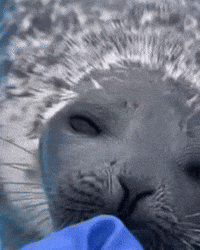 Seal GIF by Respective