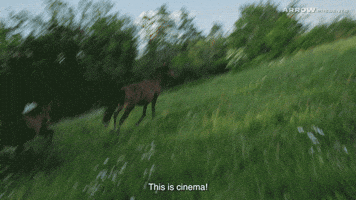 Streaming Indie Film GIF by Arrow Video