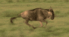 great migrations wildebeest GIF