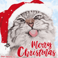 Merry Christmas Cat GIF