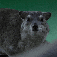 Look Turn GIF by Valley Zoo Development Society