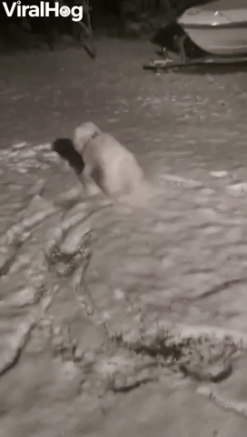 Samoyed Puppy Sees Snow for First Time