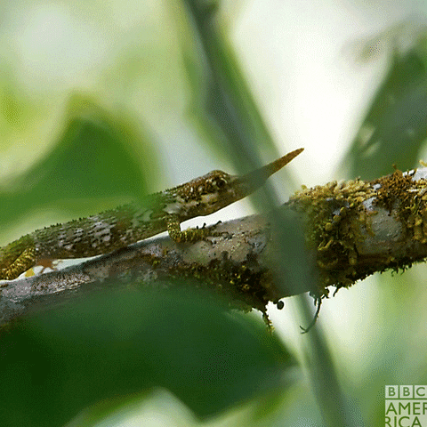 South America Wildlife GIF by BBC America